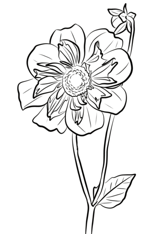 Dahlia 'Ami Nonin' Coloring Page